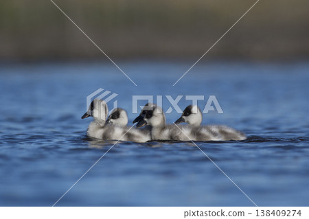 Coscoroba swans with chicks, La Pampa Coscoroba swans with chicks, La Pampa 138409274