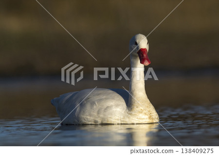 Coscoroba swans with chicks, La Pampa Coscoroba swans with chicks, La Pampa 138409275
