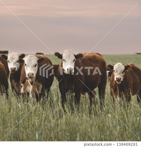 Countryside landscape with cows grazing, Countryside landscape with cows grazing, 138409281