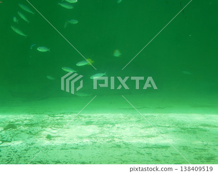A dugong lying in the background A dugong lying in the background 138409519