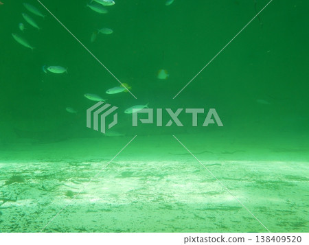 A dugong can be faintly seen in the background. A dugong can be faintly seen in the background. 138409520
