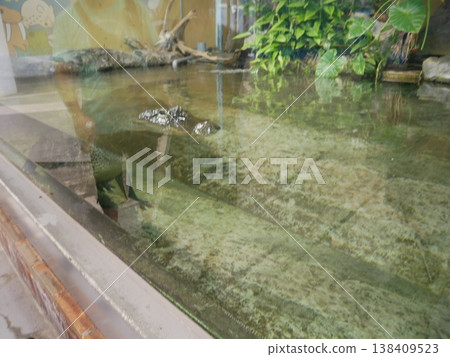 鱷魚的壯觀景象 鱷魚的壯觀景象 138409523