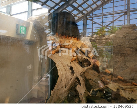 A dignified iguana A dignified iguana 138409525
