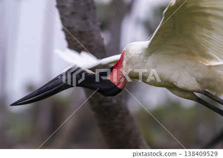 Jabiru fishing, Pantanal, Brazil 138409529