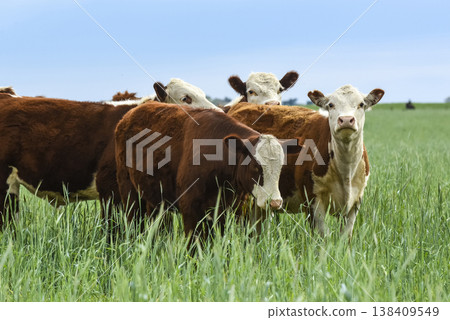Countryside landscape with cows grazing, La Pampa, 138409549