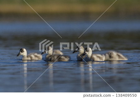 Coscoroba swans in lagoon envirinment, La Pampa Coscoroba swans in lagoon envirinment, La Pampa 138409550