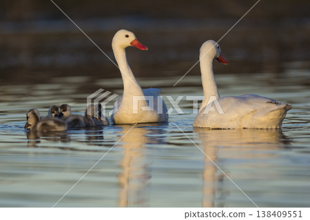 Coscoroba swans with chicks, La Pampa Coscoroba swans with chicks, La Pampa 138409551