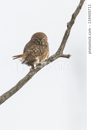 Ferruginous Pygmy owl, Glaucidium brasilianum, Calden forest, La Pampa Province, Patagonia, Argentina. Ferruginous Pygmy owl, Glaucidium brasilianum, Calden forest, La Pampa Province, Patagonia, Argentina. 138409711