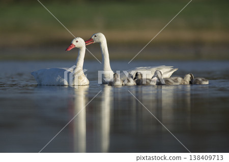 Coscoroba swans in lagoon envirinment, La Pampa Coscoroba swans in lagoon envirinment, La Pampa 138409713