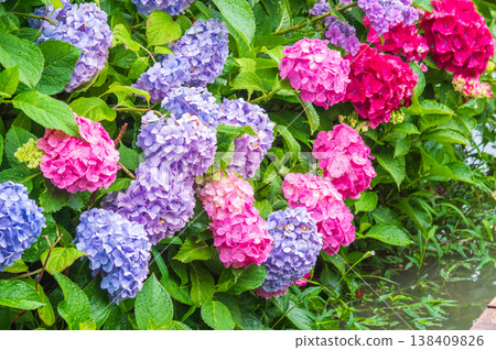 堀川菖蒲花園的色彩繽紛的繡球花(三重縣四日市市) 堀川菖蒲花園的色彩繽紛的繡球花(三重縣四日市市) 138409826