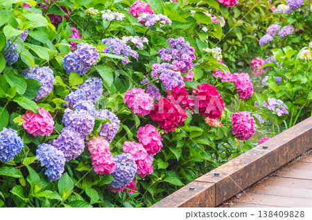 堀川菖蒲花園的色彩繽紛的繡球花(三重縣四日市市) 堀川菖蒲花園的色彩繽紛的繡球花(三重縣四日市市) 138409828