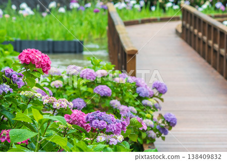 堀川菖蒲花園的色彩繽紛的繡球花(三重縣四日市市) 堀川菖蒲花園的色彩繽紛的繡球花(三重縣四日市市) 138409832