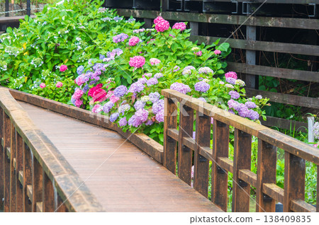 Colorful hydrangeas at Horikawa Iris Garden (Yokkaichi City, Mie Prefecture) Colorful hydrangeas at Horikawa Iris Garden (Yokkaichi City, Mie Prefecture) 138409835