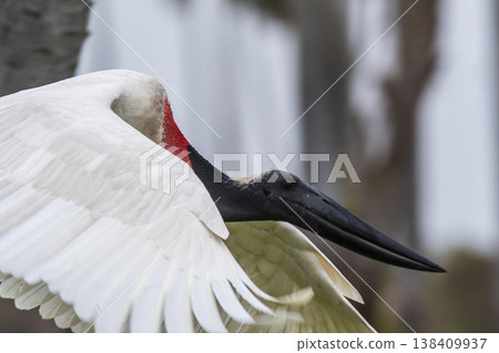 Jabiru fishing, Pantanal, Brazil Jabiru fishing, Pantanal, Brazil 138409937