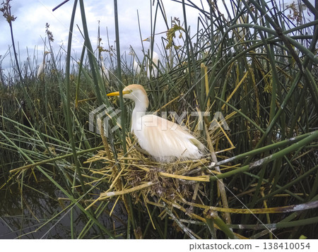 Cattle Egret, Bubulcus ibis, nesting, La Pampa Province, Patagonia, Argentina 138410054