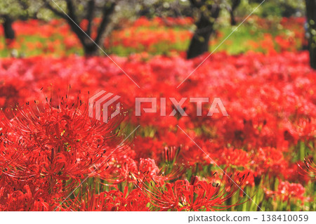 Cluster amaryllis Cluster amaryllis 138410059