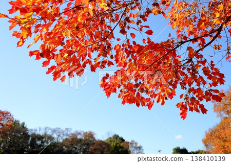 Autumn leaves of autumn park Toukaede Autumn leaves of autumn park Toukaede 138410139
