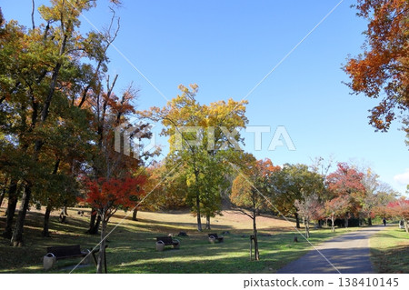 Autumn park: refreshing broadleaf trees 138410145