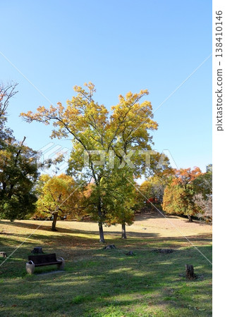 秋日公園:令人心曠神怡的闊葉樹 秋日公園:令人心曠神怡的闊葉樹 138410146