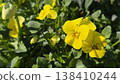 Yellow flowers 138410244