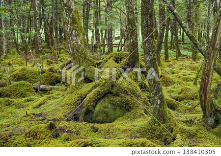 A forest bath in a mystical mossy forest. A natural landscape of healing and tranquility. 138410305