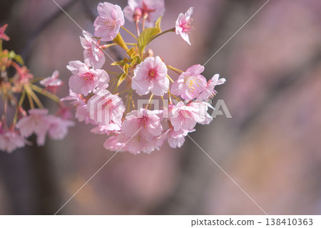 Spring has come Spring has come 138410363