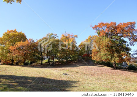 Autumn park: Deciduous trees changing color Autumn park: Deciduous trees changing color 138410440