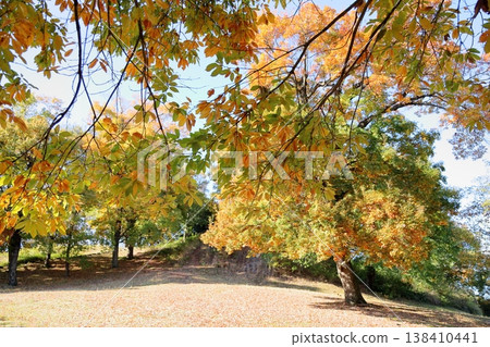 秋日公園：栗樹葉變色 138410441