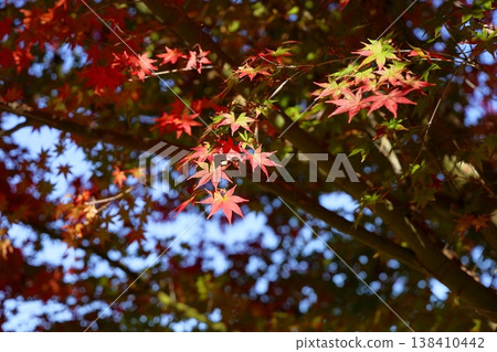 秋季公園彩色楓葉 秋季公園彩色楓葉 138410442