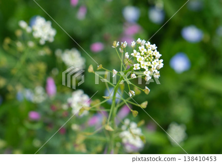 White shepherd's purse flowers blooming in the corner of the field White shepherd's purse flowers blooming in the corner of the field 138410453