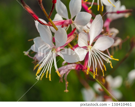 The delicate white gaura flowers shine in the soft light. The delicate white gaura flowers shine in the soft light. 138410461