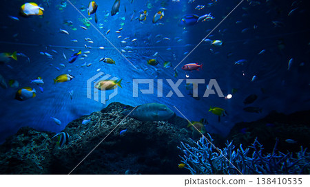 大洗水族館的魚 大洗水族館的魚 138410535