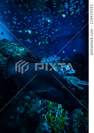 大洗水族館的魚 138410543