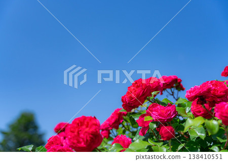 [Flower material] Rose flower and blue sky [Nagano Prefecture] 138410551