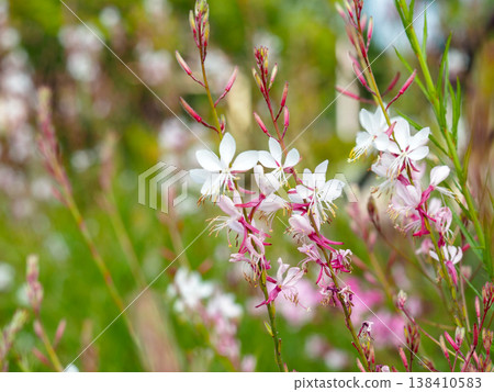 White and pink gaura flowers blooming in the garden in early summer White and pink gaura flowers blooming in the garden in early summer 138410583