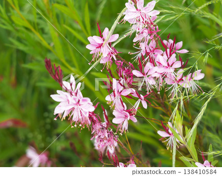 Delicate pink gaura flowers swaying in the wind 138410584