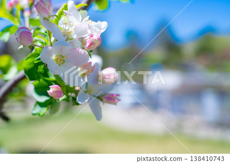 [Early summer material] Apple blossoms and blue sky [Yamanashi Prefecture] 138410743