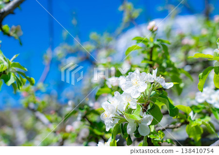 [Early summer material] Apple blossoms and blue sky [Yamanashi Prefecture] 138410754