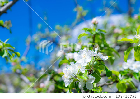 [Early summer material] Apple blossoms and blue sky [Yamanashi Prefecture] 138410755