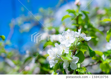 [Early summer material] Apple blossoms and blue sky [Yamanashi Prefecture] 138410756