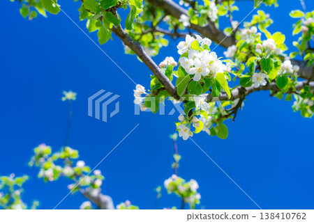 [Early summer material] Apple blossoms and blue sky [Yamanashi Prefecture] 138410762