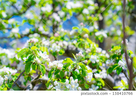 [Early summer material] Apple blossoms and blue sky [Yamanashi Prefecture] 138410766