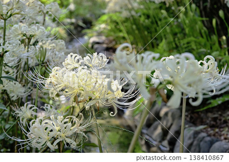 White spider lilies (Lycoris radiata) White spider lilies (Lycoris radiata) 138410867
