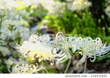 White spider lilies (Lycoris radiata) White spider lilies (Lycoris radiata) 138410881