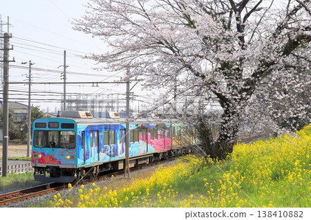 Chichibu Railway: "A train running along an embankment where cherry blossoms and rapeseed flowers are in full bloom." Chichibu Railway: "A train running along an embankment where cherry blossoms and rapeseed flowers are in full bloom." 138410882