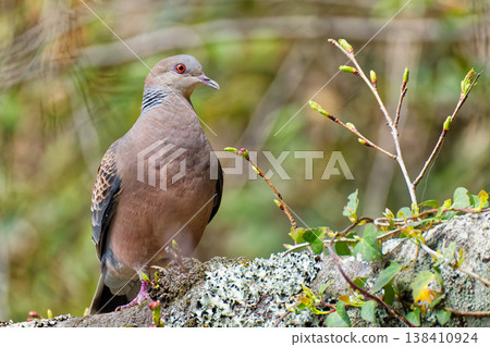 Early spring turtle doves Early spring turtle doves 138410924
