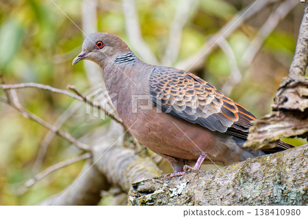 A turtle dove perched on a branch in the forest A turtle dove perched on a branch in the forest 138410980