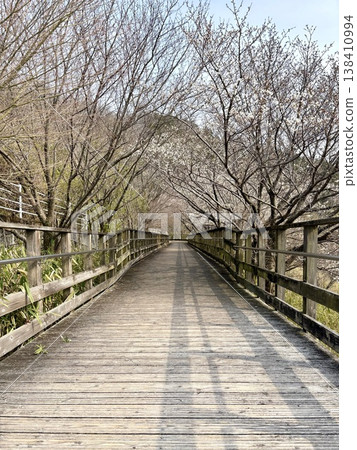 Wooden bridge and cherry blossoms Wooden bridge and cherry blossoms 138410994