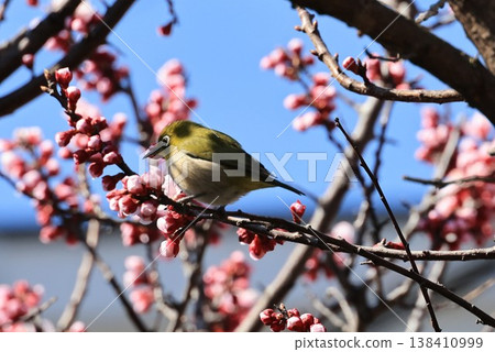 一隻繡眼鳥棲息在杏樹上 一隻繡眼鳥棲息在杏樹上 138410999