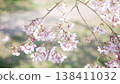 櫻桃樹 138411032